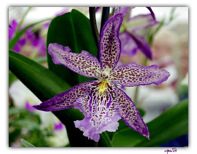 orchid1-017-F.jpg