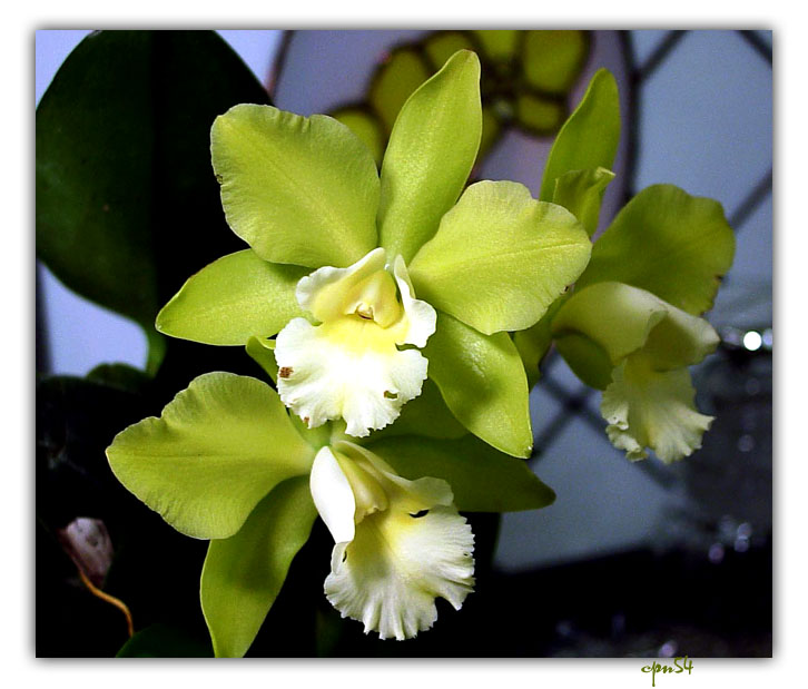 orchid3-029-F.jpg