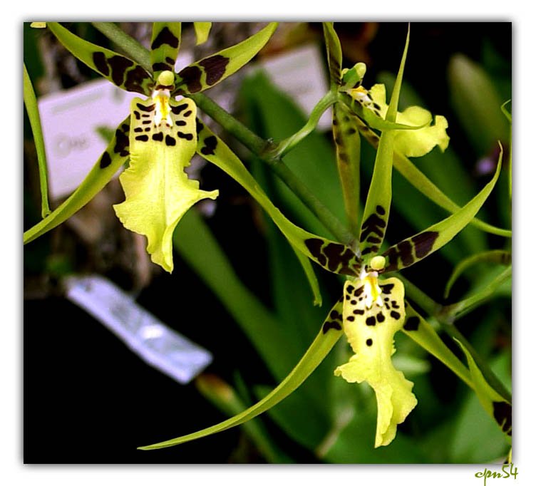 orchid4-023-F.jpg