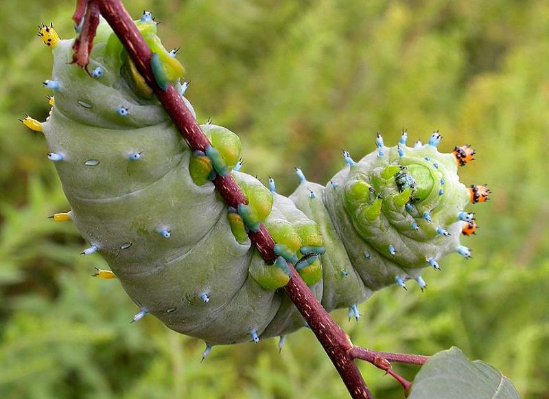 Hyalophora cecropia caterpillar