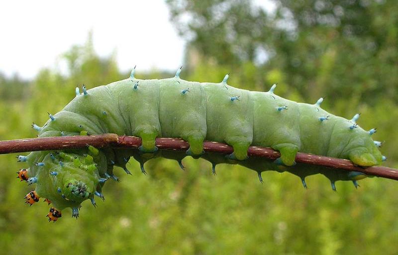 Hyalophora cecropia caterpillar