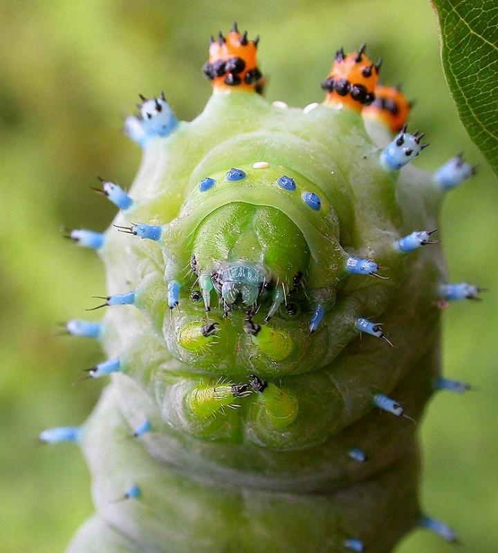 Hyalophora cecropia caterpillar --head