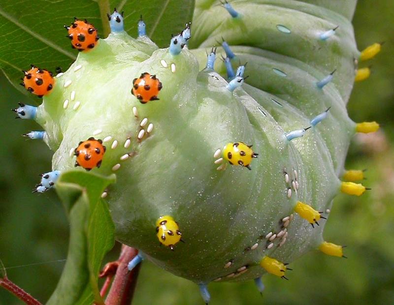 cecropia caterpillar with parasitoids