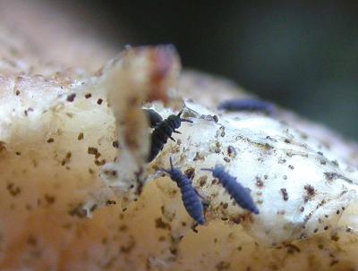 Springtails eating fungus -1