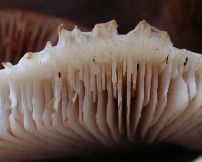 Springtails burrowing between gills of mushroom cap