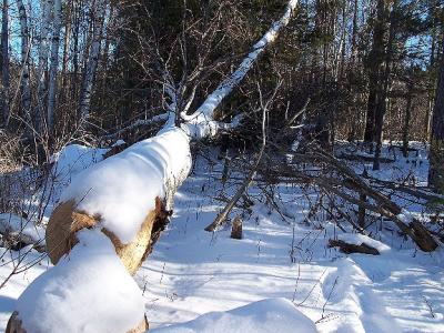 Freshly beaver-felled 30 cm. DBH Paper Birch (Betula papyrifera)