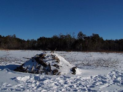 Active beaver lodge at north end of wetland -- view towards east
