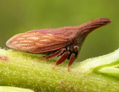 Thorn mimic treehopper - view 1