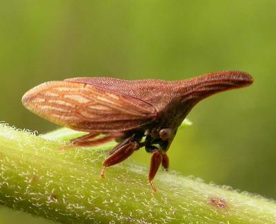 Thorn mimic treehopper - view 2