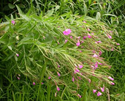 Hairy Willow-herb -- Epilobium hirsutum