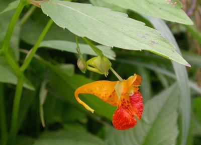 Jewelweed -- Impatiens capensis