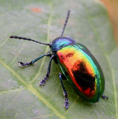 Chrysochus auratus (?) -- Dogbane Leaf Beetle