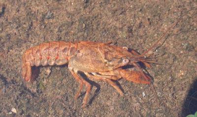 unidentified crayfish - 2 (possibly O. virilis)