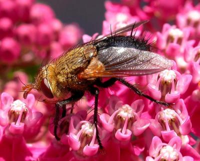 tachinid flies (possibly Archytas sp.) on Swamp Milkweed - 3