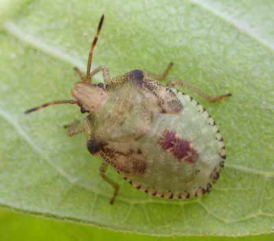 Stink bug nymph -- unidentified