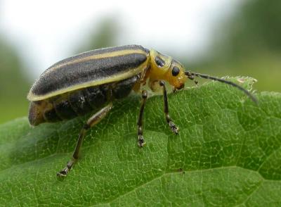 solidago-beetle-2.jpg