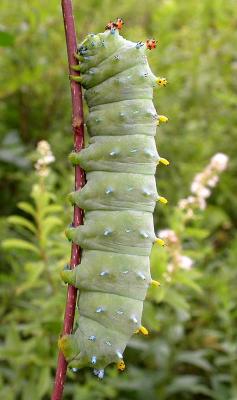 Hyalophora cecropia caterpillar