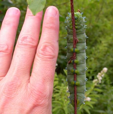 Hyalophora cecropia caterpillar -- size