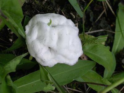 White foam-like fungi on vegetation