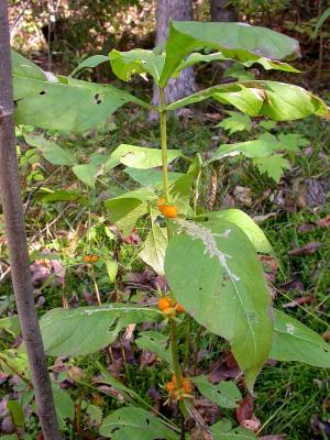 Wild Coffee -- or Tinker's Weed -- Triosteum  aurantiacum