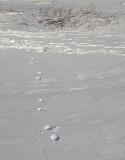 Coyote tracks leading from area of active beaver lodge (brush frozen into ice next to lodge)