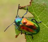 Chrysochus auratus  -- Dogbane Leaf Beetle