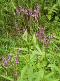 Blue vervain -- Verbena hastata
