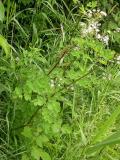 Meadow rue -- Thalictrum pubescens