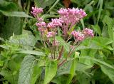 Joe-pye-weed -- Eupatorium maculata