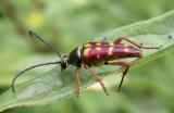 Banded Longhorn beetle --Typocerus velutinus
