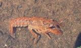 unidentified crayfish - 2 (possibly O. virilis)