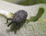 Milkweed weevil -- <i>Rhyssomatus lineaticollis (?)</i>