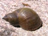 Mammoth lymnaea -- Bulimnaea megasoma -- aquatic snail - 1