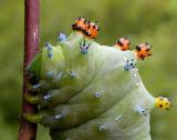 Hyalophora cecropia caterpillar -- head