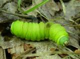 Luna  <i>(Actias luna)</i>  caterpillar -- parasitized & found dying in forest