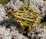 Northern Leopard frog on Reindeer lichen