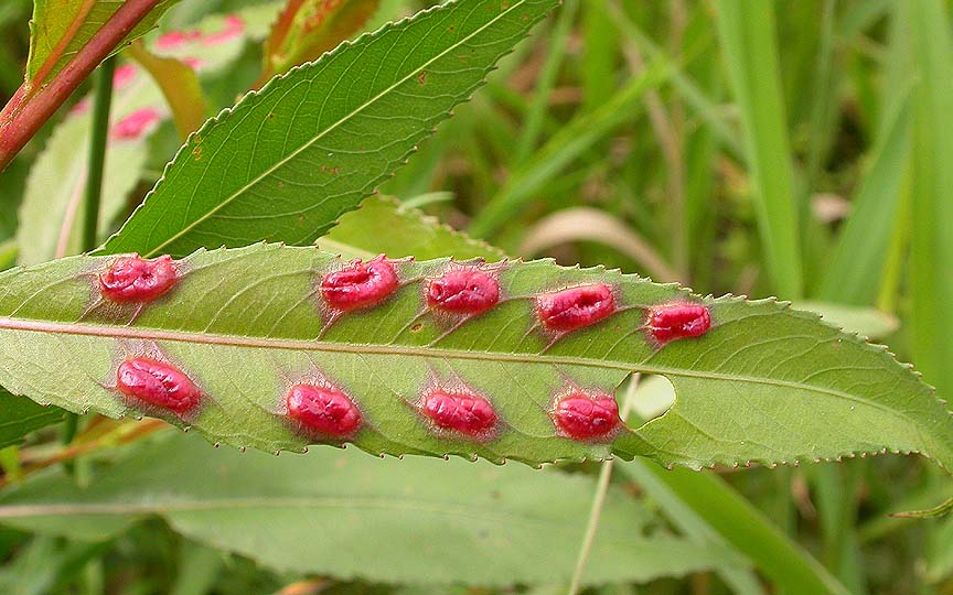 Willow leaf galls of Pontania sp. - Tenthredinidae sawflly