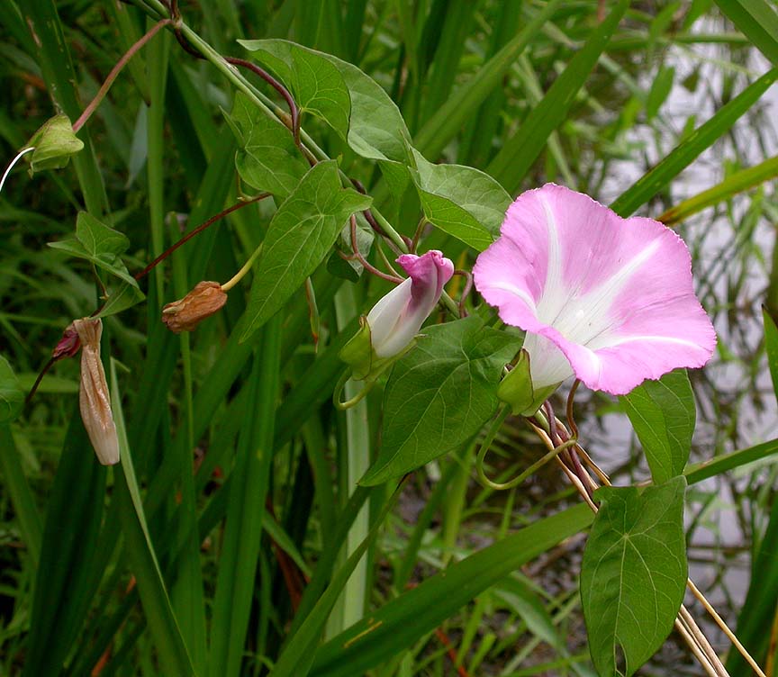 Hedge bindweed -- <i>Calystegia sepium</i>