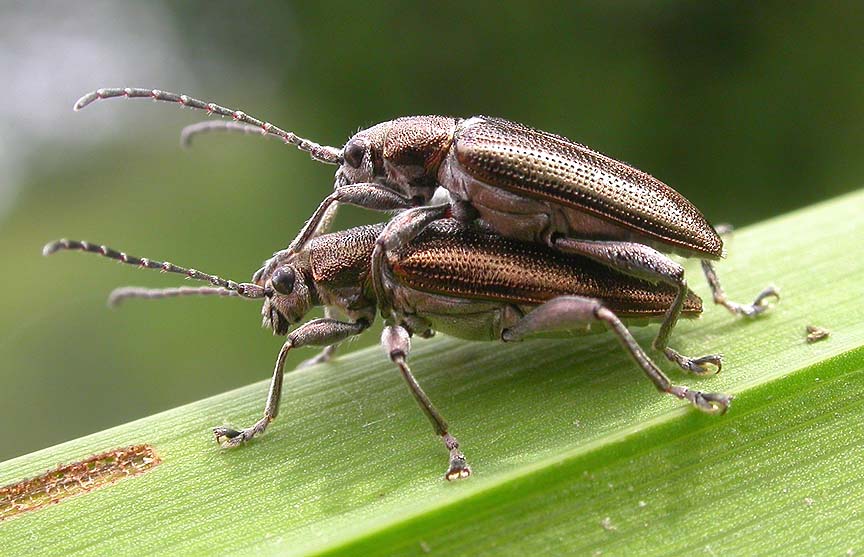 leaf beetles of the genus <i>Donacia</i> -- a subfamilyy of Chrysomelidae