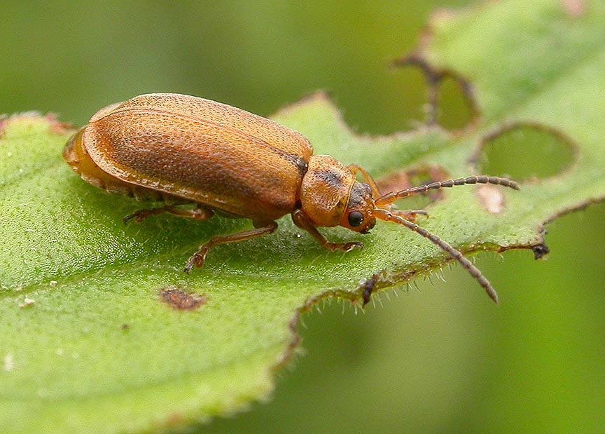 Golden loosestrife beetle <i>(Galerucella)</i> on damaged leaf