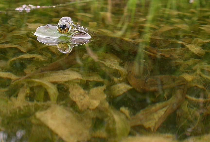 Bull frog -- <i>Rana catesbeiana</i> -- male -- view 2