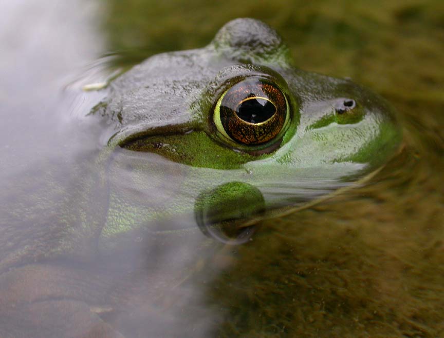 Bull frog -- <i>Rana catesbeiana</i> --  female -- view 2