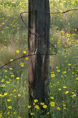 Fence Post and Barbed Wire