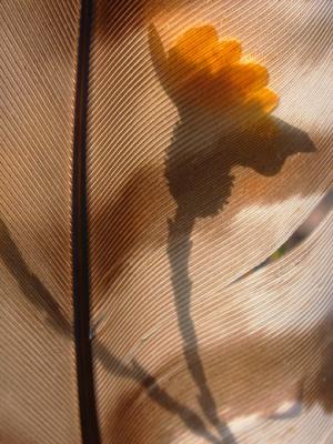 Hawk Feather with Backlit Flower