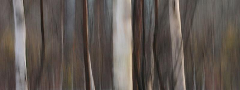 <b>Birch</b>*<br><font size=-1>Adam Clutterbuck</font>