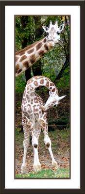 * Giraffes by Lonnit Rysher