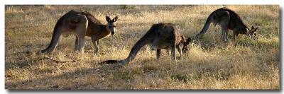 Kangaroo Trio * by Gayle