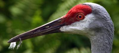 Portrait of a Sandhill Crane