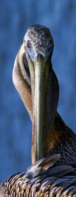 Flirtatious and Coquettish