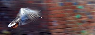 Flying *by Phil M